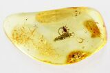 Unusual Fossil Mite (Acari) and a Bark Fragment in Baltic Amber #349432-1